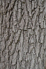 Naklejka premium Die Borke eines Schwaznuss Baumes