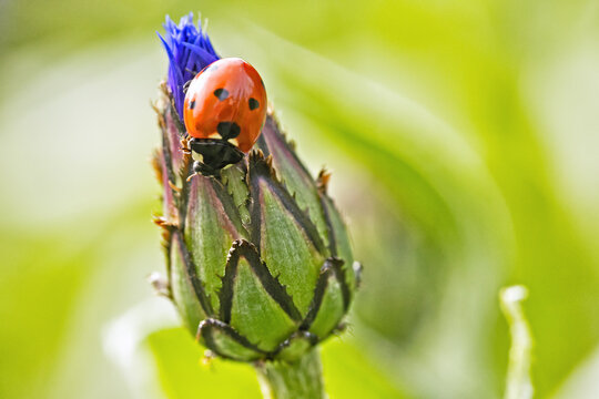 coccinelle sur une fleur en gros plan