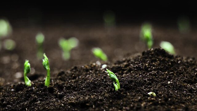 Growing plants in spring timelapse, sprouts germination from seeds, newborn peas in greenhouse agriculture, Natural beautiful concept, Plant in Earth , Clean and eco-friendly