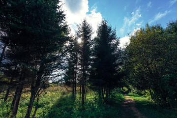 Fototapeta premium Walking road in the forest