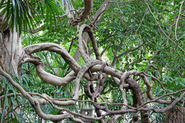 Liana or twisted jungle vines knotted around each other under green trees in a rainforest garden, southeast Asia, no people.