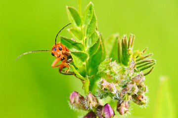 I can see you - insect macro photography