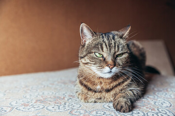 Funny portrait arrogant short-haired domestic tabby cat relaxing at home. Little kitten lovely...