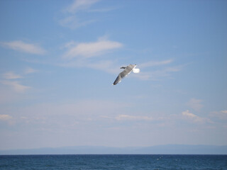 Fototapeta na wymiar The seagull bird spreads its wings and flies over lake Baikal looking for fish