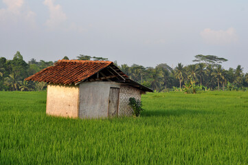 Fototapeta na wymiar Farmer's hut building in the middle of the rice field