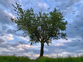 Kirschbaum auf Wiese stehend Vögel fliegen in der Luft. Himmel blau mit Wolken, schöne Stimmung