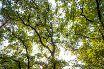 Trees in forest