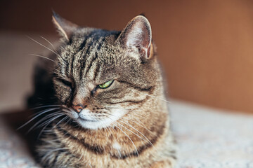 Funny portrait arrogant short-haired domestic tabby cat relaxing at home. Little kitten lovely...