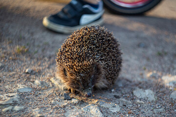 hedgehog on a hard stone bike path, soft focus