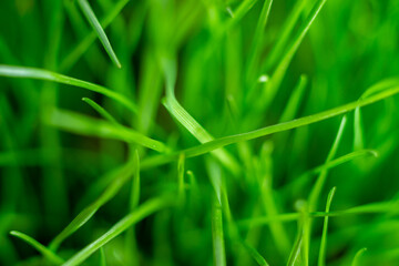 Natural green grass. Close-up, softly blurred background