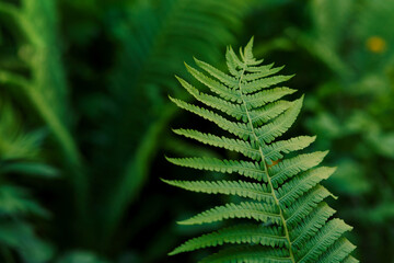 Fern leaves on a green background