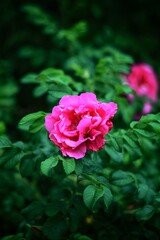 pink roses in garden