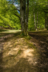 Fototapeta premium Hayedo in Urbasa (Navarra, Spain).