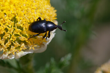 Weevil (Malvaevora timida) on a flower
