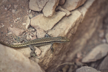 Small lizard on a stone