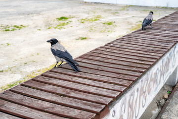 two hooded crows are sitting on the city bench, city ​​birds