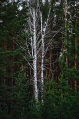 birch on the background of pines