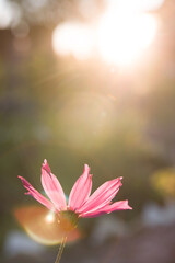 Pink cosmos on colorful bokeh in evening.Summer mood

