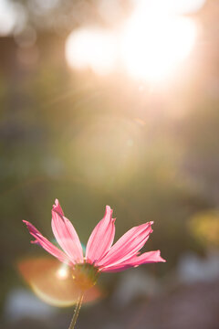 Pink cosmos on colorful bokeh in evening.Summer mood
