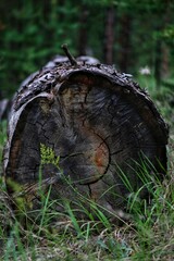 old pine tree in the section