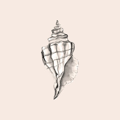 Watercolor illustration of blue seashell 