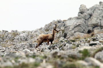 Picinisco, Italy - June 2, 2021: The chamois of the Abruzzo Lazio and Molise National Park near Passo dei Monaci