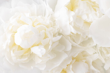 Fluffy white peony background. Delicate floral background.