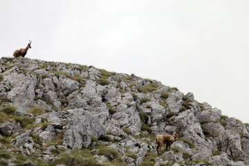 Picinisco, Italy - June 2, 2021: The chamois of the Abruzzo Lazio and Molise National Park near Passo dei Monaci