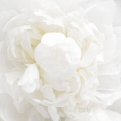 White peony background. Delicate floral background.