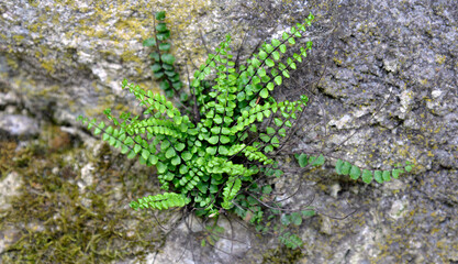 A fern plant called Zanokcica wall growing on a wall made of stone in the village of Turośl in Podlasie in Poland.