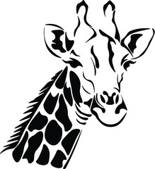 Giraffe Head Neck Animal  © Matt