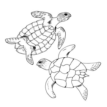 Hand drawn vector sea turtles