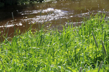 Green grass and trees in nature in summer