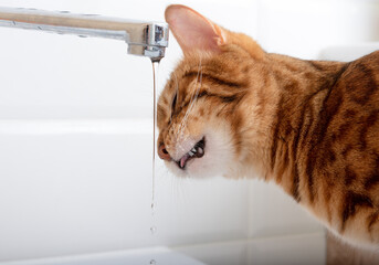 Bengal cat drinks tap water to quench his thirst