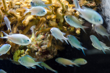 ACUARIO MONTECARLO PECES