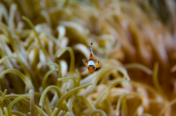 pez payaso nemo pez nemo
