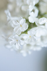 white lilac flowers, white background