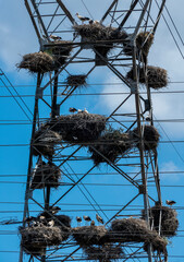 Cegonhas brancas da espécie Ciconia cionia em nidificação numa torre de transporte de eletricidade de alta tensão.