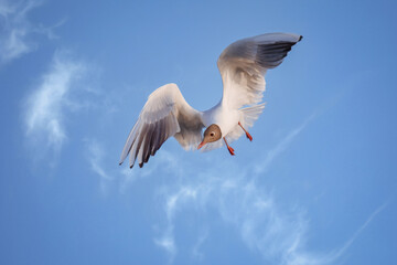 Black-headed gull (Chroicocephalus ridibundus) in flight. Wildlife in natural habitat