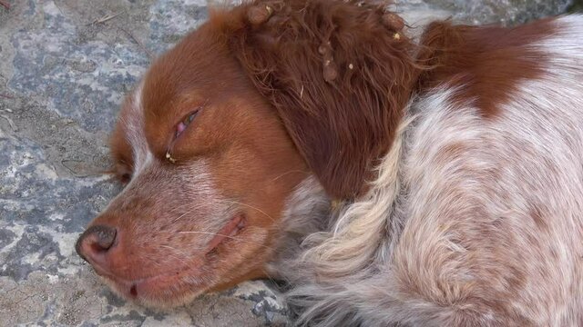 Demre, Turkey - 26th of May 2021: 4K Zoom out Sleepy scrubby spaniel dog openning its eyes
