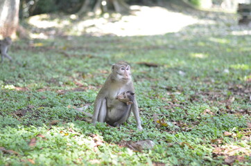 Naklejka na ściany i meble monkey bring her kid or baby while finding a food