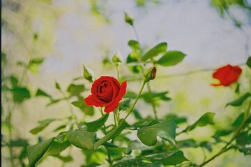 red rose on a green background