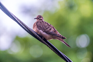 Mourning Dove On Wire