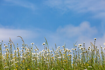 Looking up at daisies against a blue sly