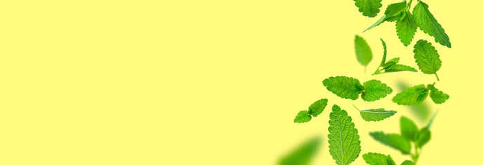 Fresh flying green mint leaves, lemon balm, melissa, peppermint isolated on yellow background flat...