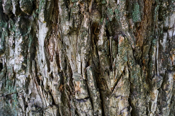 Old willow tree texture close-up