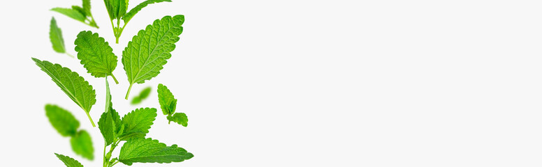 Fresh flying green mint leaves, lemon balm, melissa, peppermint isolated on light gray background flat lay. Mint leaf texture, pattern. Spearmint herbs. Tea ingredient. Ecology organic natural layout © olgaarkhipenko