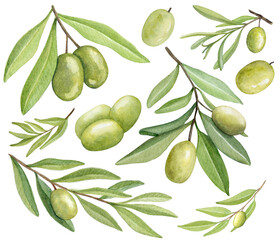 Watercolor olive branch set. Botanical olive clipart in white background. Green olive tree. Vegetarian food