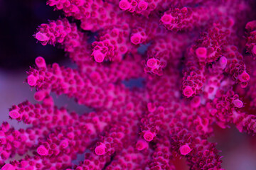 Beautiful coral in reef aquarium tank. Macro shot. Selective focus.