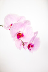 Fototapeta na wymiar Pink orchid Phalaenopsis on a white background. blur and selective focus
